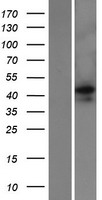 EMID2 (COL26A1) Human Over-expression Lysates NM_133457