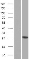 LOC136242 (PRSS37) Human Over-expression Lysates NM_001008270