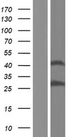 LOC136242 (PRSS37) Human Over-expression Lysates NM_001171951