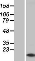 ls136319 myotrophin mtpn human over expression lysates nm 145808 wb testing 1