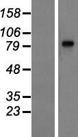 ls136332 lrguk human over expression lysates nm 144648 wb testing 1