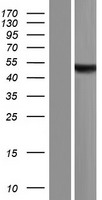 ASB10 Human Over-expression Lysates NM_080871