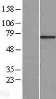C7orf31 Human Over-expression Lysates NM_138811