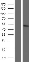 ls137362 got1l1 human over expression lysates nm 152413 wb testing 1