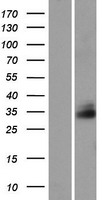 FAM92A1 (FAM92A) Human Over-expression Lysates NM_145269