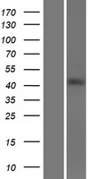 VPS37A Human Over-expression Lysates NM_152415