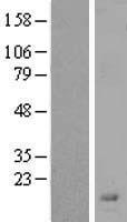 ls137797 lypd2 human over expression lysates nm 205545 wb testing 1