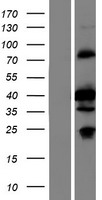 ls137868 sgcz human over expression lysates nm 139167 wb testing 1