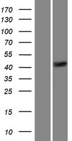 ls137994 letm2 human over expression lysates nm 144652 wb testing 1