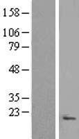 C9orf116 Human Over-expression Lysates NM_144654