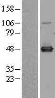 C9orf41 (CARNMT1) Human Over-expression Lysates NM_152420