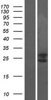 C9orf115 (PTRH1) Human Over-expression Lysates NM_001002913