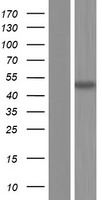 PIP5KL1 Human Over-expression Lysates NM_001135219