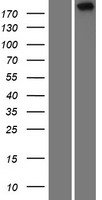 TAF1L Human Over-expression Lysates NM_153809