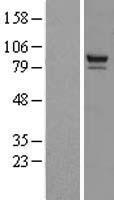 PTPDC1 Human Over-expression Lysates NM_152422