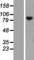PTPDC1 Human Over-expression Lysates NM_177995