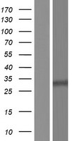 ANKRD19P Human Over-expression Lysates NM_001010925