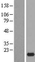 ls138716 c9orf23 rpp25l human over expression lysates nm 148178 wb testing 1