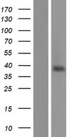 Olfactory receptor 13C8 (OR13C8) Human Over-expression Lysates NM_001004483