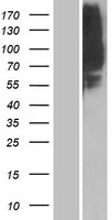 OR1L8 Human Over-expression Lysates NM_001004454