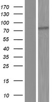 ls139081 magec3 human over expression lysates nm 138702 wb testing 1