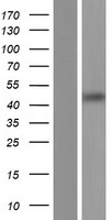 ls139081 magec3 human over expression lysates nm 177456 wb testing 2