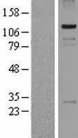 ls139135 pasd1 human over expression lysates nm 173493 wb testing 1