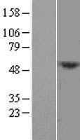 ls139170 dcaf12l1 human over expression lysates nm 178470 wb testing 1