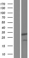 ls139212 dnaaf6 human over expression lysates nm 001169154 wb testing 1