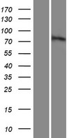 PWWP3B Human Over-expression Lysates NM_152423