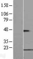 ls139341 fundc1 human over expression lysates nm 173794 wb testing 1