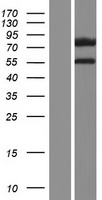DCAF8L1 Human Over-expression Lysates NM_001017930