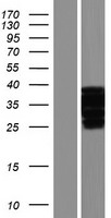 ls139562 duba2 otud6a human over expression lysates nm 207320 wb testing 1