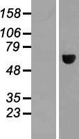 MAGEE2 Human Over-expression Lysates NM_138703