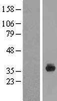 ls139886 spin4 human over expression lysates nm 001012968 wb testing 1