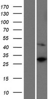ls140032 rps4y2 human over expression lysates nm 001039567 wb testing 1