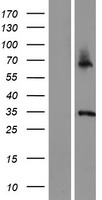 ASB11 Human Over-expression Lysates NM_001012428