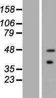 ls140458 asb5 human over expression lysates nm 080874 wb testing 1