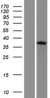 ls140460 asb7 human over expression lysates nm 198243 wb testing 2