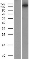 ls140469 myosin iiib myo3b human over expression lysates nm 001083615 wb testing 1