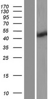 RNF32 Human Over-expression Lysates NM_001184996