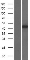 APOBEC3D Human Over-expression Lysates NM_152426