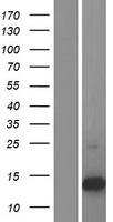 S100A16 Human Over-expression Lysates NM_080388