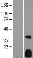 ls140609 nek7 human over expression lysates nm 133494 wb testing 1
