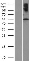 SLC32A1 Human Over-expression Lysates NM_080552