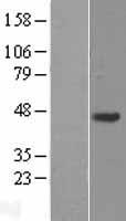 C20orf96 Human Over-expression Lysates NM_153269