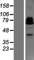 ls140685 zbtb46 human over expression lysates nm 025224 wb testing 1