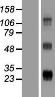 ls140686 wfdc3 human over expression lysates nm 080614 wb testing 1