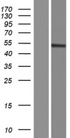 GCNT7 Human Over-expression Lysates NM_001128614