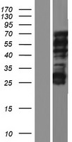 ls140688 c20orf112 nol4l human over expression lysates nm 080616 wb testing 1